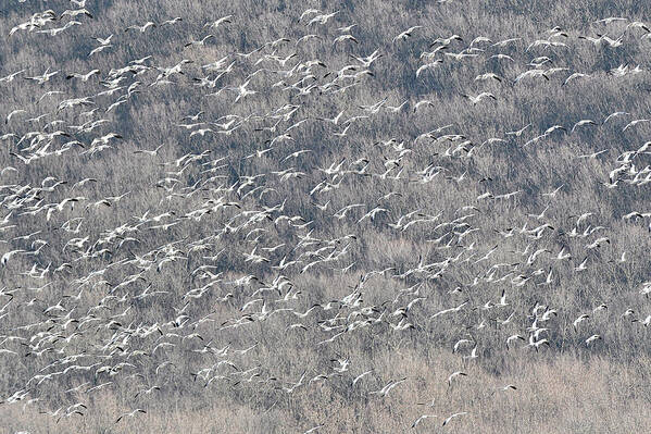 Snow Geese Poster featuring the photograph A Gathering of Snow Geese by William Jobes