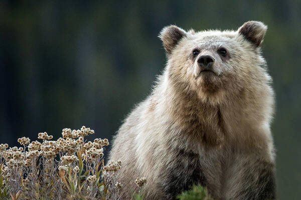 Grizzly Bear Poster featuring the photograph A Grizzly Legacy by Sandy Sisti