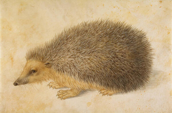 Hans Hoffmann Poster featuring the painting A Hedgehog by Hans Hoffmann