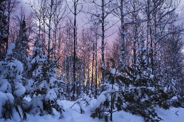  Poster featuring the photograph A Hidden Trail by Dan Hefle