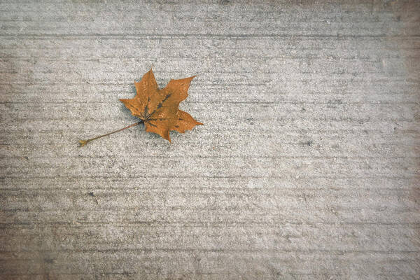 Leaf Poster featuring the photograph A Hint of Autumn by Scott Norris