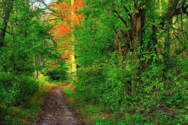 Foxcatcher Farms Poster featuring the photograph A Light in the Forest - Fair Hill Nature Center at Foxcatcher Farms - Cecil County, MD by Michael Mazaika