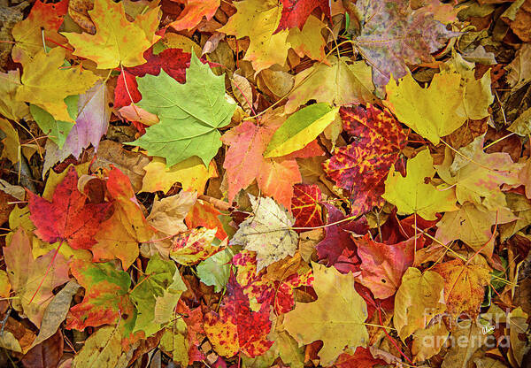 Maine Poster featuring the photograph A Medley of Leaves by Alana Ranney