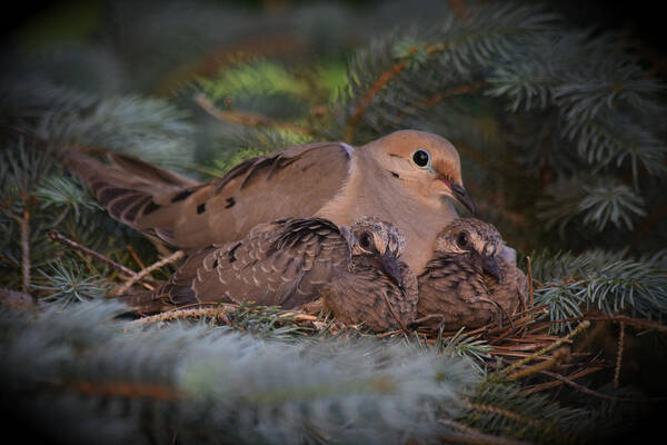 Doves Poster featuring the photograph A Mother's Love by Gary Smith