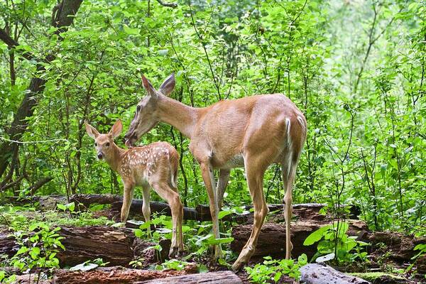 Deer Poster featuring the photograph A Mother's Love by Michael Peychich