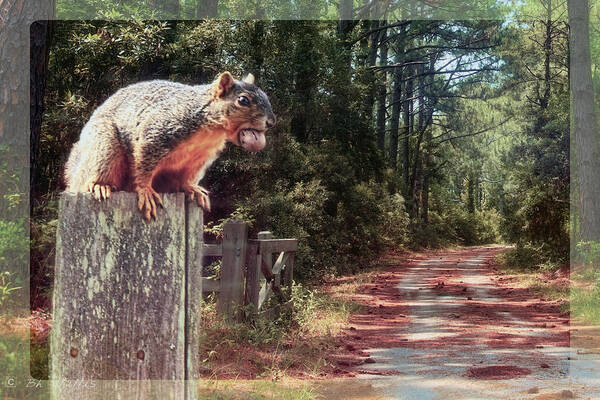 Squirrel Poster featuring the photograph A Mouth Full by Bonnie Willis