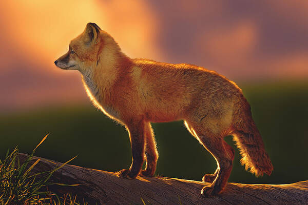 Animal Poster featuring the photograph A New Day Dawning by Brian Cross