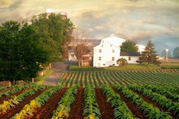 Amish Farm Poster featuring the photograph A New Day by Stephanie Calhoun