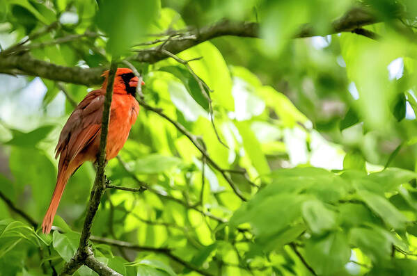 Bird Poster featuring the digital art A Northern Cardinal enjoying the Springtime by Ed Stines