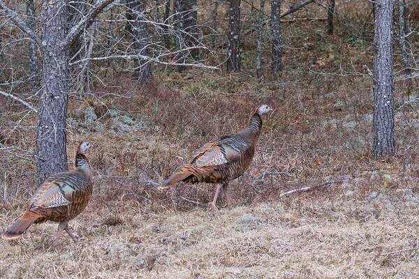 Meleagris Gallopavo Poster featuring the photograph A Pair of Turkeys 1152 by Michael Peychich