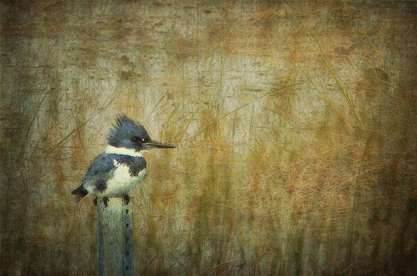 Belted Kingfisher Poster featuring the photograph A Perched Belted Kingfisher by Carla Parris