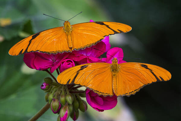 Julia Butterfly Poster featuring the photograph A Perfect Pair by Saija Lehtonen