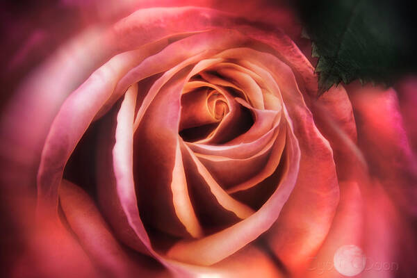  Poster featuring the photograph A Rose Is.. by Cybele Moon