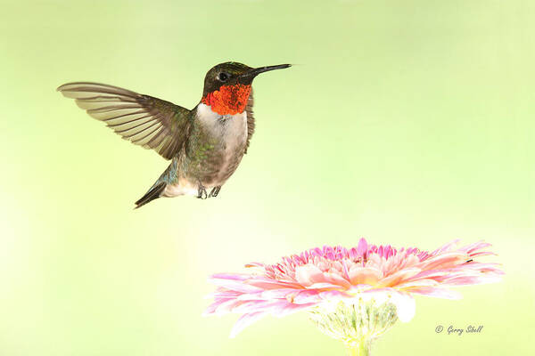 Nature Poster featuring the photograph A Ruby's Dream Flower by Gerry Sibell