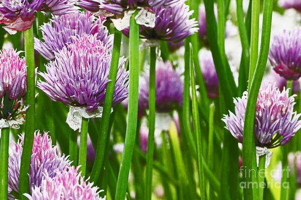  Poster featuring the photograph a Sea of Clover with Purple petals by David Frederick