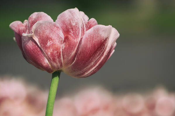 Tulip Poster featuring the photograph A soft tulip in focus by TouTouke A Y