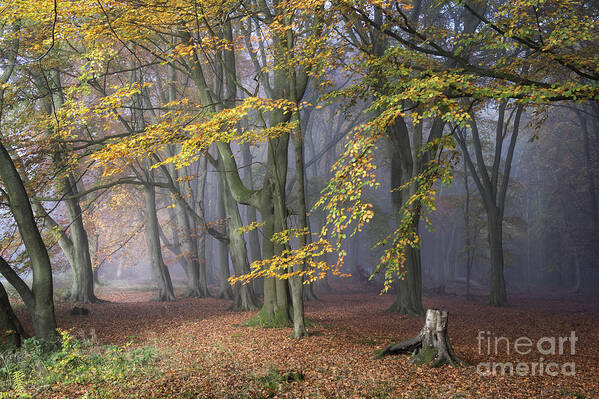 Beech Trees Poster featuring the photograph A Tale of Two Paths by Tim Gainey