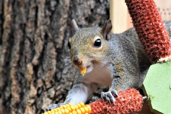 Squirrel Poster featuring the photograph A Tasty Morsel by Mary Ann Artz