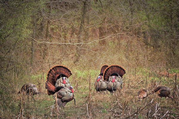 Turkey Poster featuring the photograph A Turkey Hunters Dream by Susan Rissi Tregoning