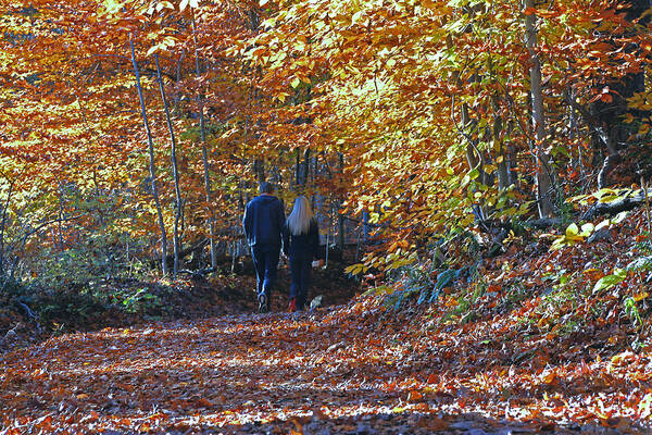 Nature Poster featuring the photograph A Walk Through the Woods by Allen Beatty
