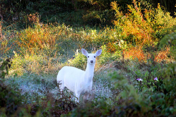 White Deer Poster featuring the photograph A white Wonder by Brook Burling
