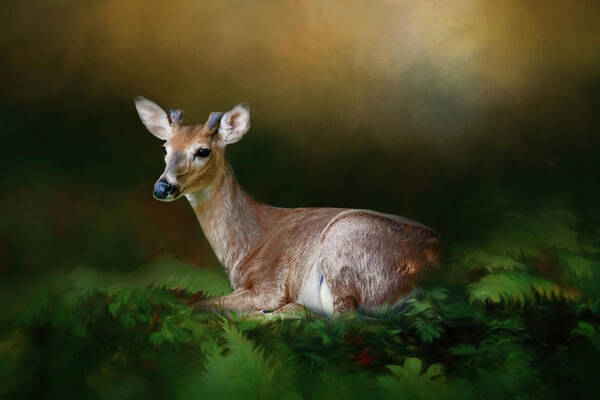 Animal Poster featuring the photograph A Young Buck by Lana Trussell