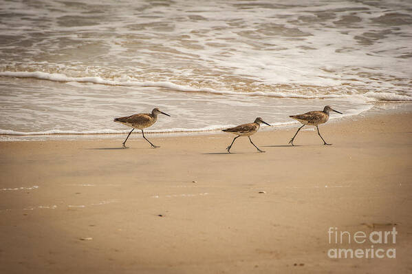 Beach Poster featuring the photograph Outer Banks OBX #9 by Buddy Morrison