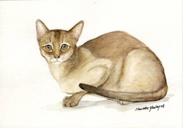 Cat Poster featuring the painting Absyssinian Cat by Charlotte Yealey