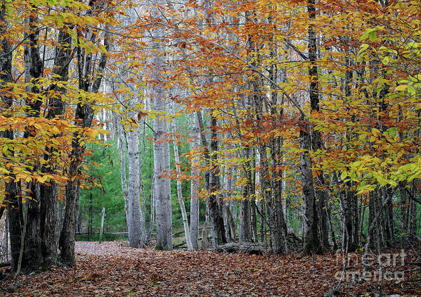 Path Poster featuring the photograph Autumn in Acadia National Park by Kevin Shields