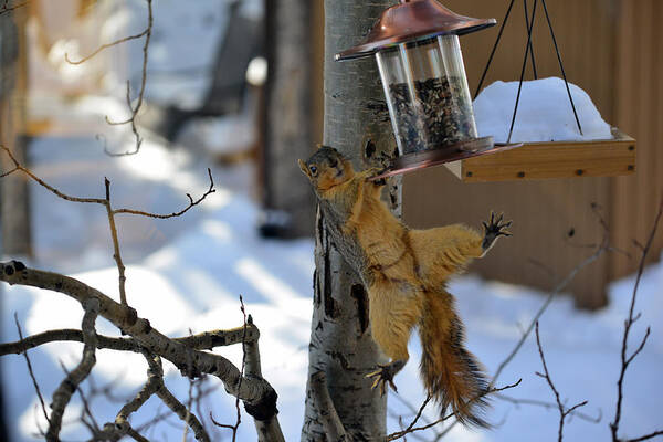 Squirrel Poster featuring the photograph Acrobatic Squirrel by Matt Swinden