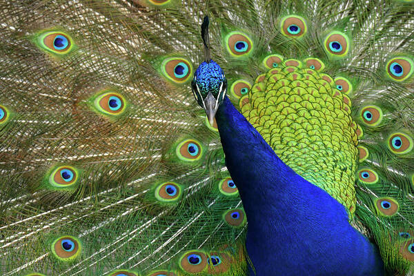 Peacock Poster featuring the photograph Admiration by Evelyn Tambour