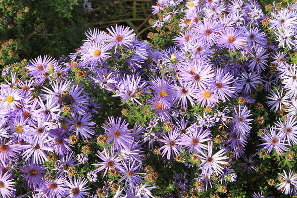 Lavender Strawflowers Poster featuring the photograph Admiring the sun by Karen Ruhl