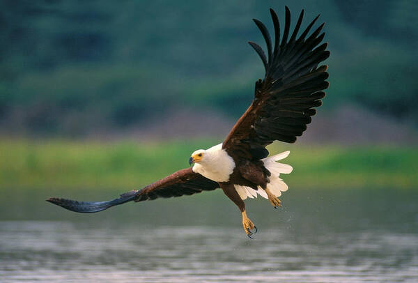Africa Poster featuring the photograph African Fish Eagle by Johan Elzenga