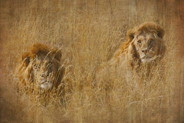 African Lion Poster featuring the tapestry - textile African Lion Brothers by Kathy Adams Clark