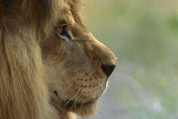 Mp Poster featuring the photograph African Lion Panthera Leo Male Portrait by Zssd