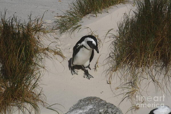 African Penguin Poster featuring the photograph African Penguin on a Mission by Bev Conover