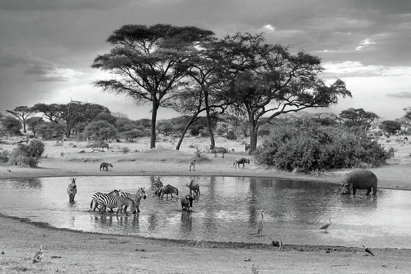 African Landscape Poster featuring the photograph African Wildlife at the Waterhole in Black and White by Gill Billington