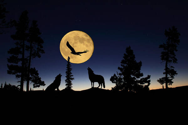 Bald Eagle Poster featuring the photograph After Sunset by Shane Bechler