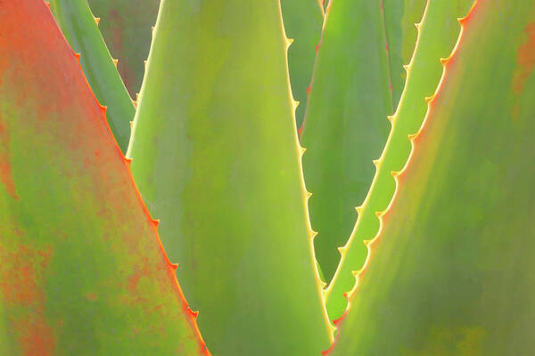 Agave Poster featuring the photograph Agave Abstract by Ram Vasudev