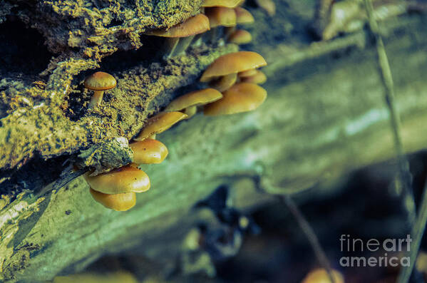 Botanical Poster featuring the photograph Aged Mushroom Botanical / Nature Photograph by PIPA Fine Art - Simply Solid