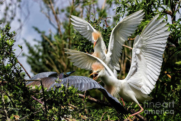 Egrets Poster featuring the photograph Aggression Between Cattle Egrets and Tricolored Heron by DB Hayes