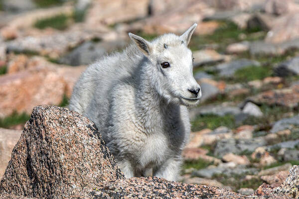 Mountain Goat Poster featuring the photograph Ahhh Da Baby by Stephen Johnson