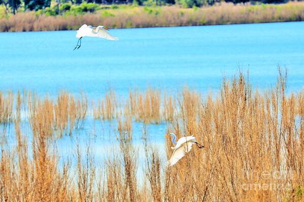 Landscape.waterscape.water.lake.birds.flight.weeds.wall Art.home Decor.office.posters.acrylic.metal.canvas.tote Bag.throw Pillow.wildlife.canyon Lake. Texas.hill Country. Poster featuring the photograph Air Dance by Jeff Downs