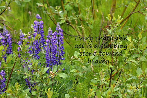 Diane Berry Poster featuring the photograph Alaskan Lupine Heaven by Diane E Berry