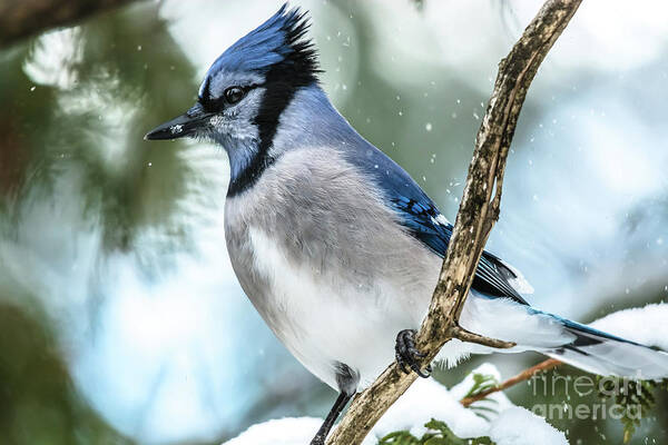 Bokeh Poster featuring the photograph Alert BlueJay by Cheryl Baxter