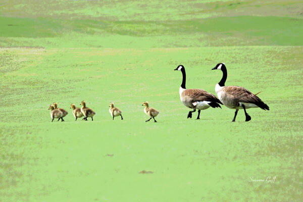 Canadian Geese Poster featuring the photograph All in the Family II by Suzanne Gaff