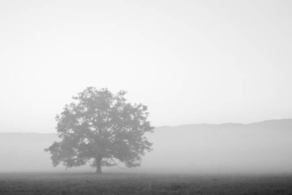 Tree Poster featuring the photograph Alone by Bob Decker