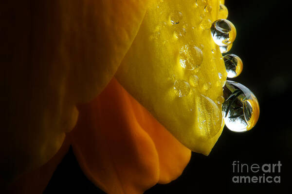 Yellow Daffodil Poster featuring the photograph Along The Edge Of Silence by Michael Eingle