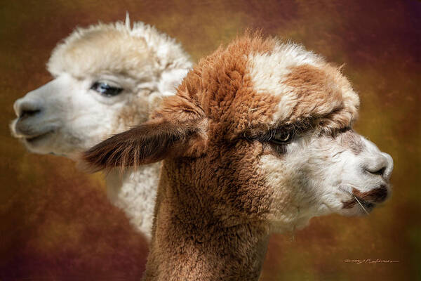 Huacaya Poster featuring the photograph Alpacas #1 by George Robinson