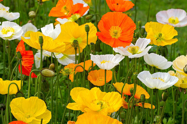 Poppies Poster featuring the photograph Alpine poppies by Louise Heusinkveld